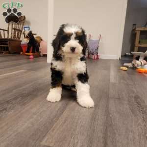 Ellie, Mini Bernedoodle Puppy