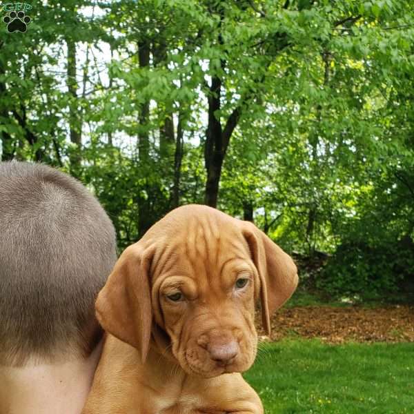 Cora, Vizsla Puppy