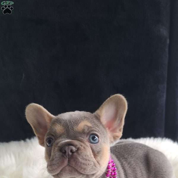 Kylie, French Bulldog Puppy