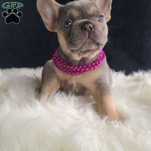 Kylie, French Bulldog Puppy