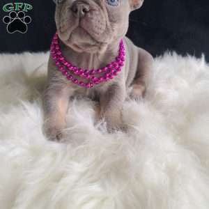 Katie, French Bulldog Puppy