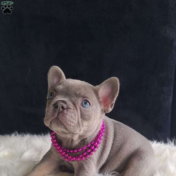 Katie, French Bulldog Puppy