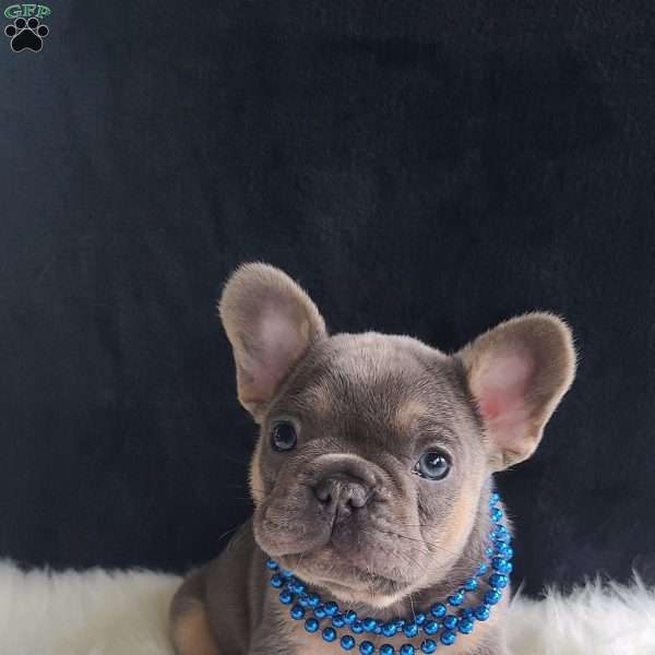 Karter, French Bulldog Puppy