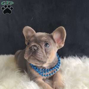 Karter, French Bulldog Puppy