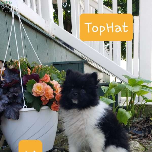 TopHat, Pomeranian Puppy