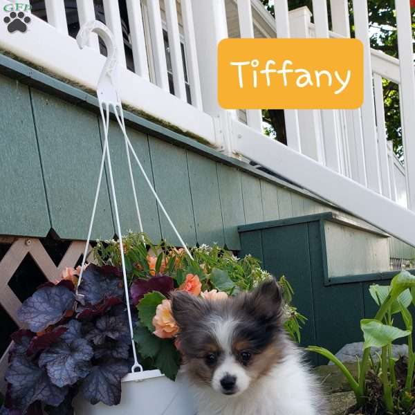 Tiffany, Pomeranian Puppy