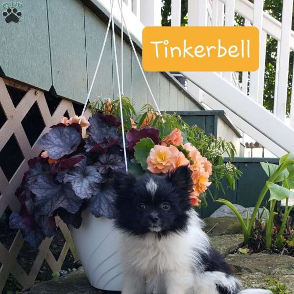 TinkerBell, Pomeranian Puppy