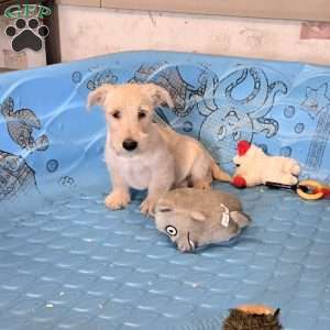 Scamp, Scottish Terrier Puppy
