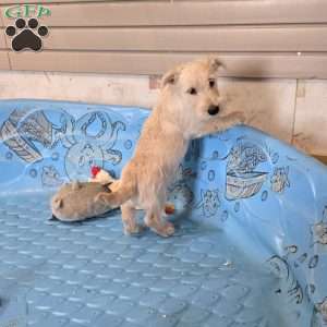 Scamp, Scottish Terrier Puppy