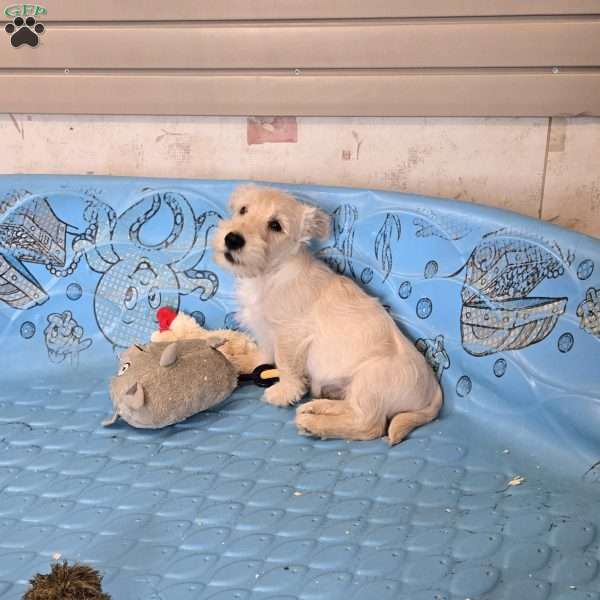 Scamp, Scottish Terrier Puppy