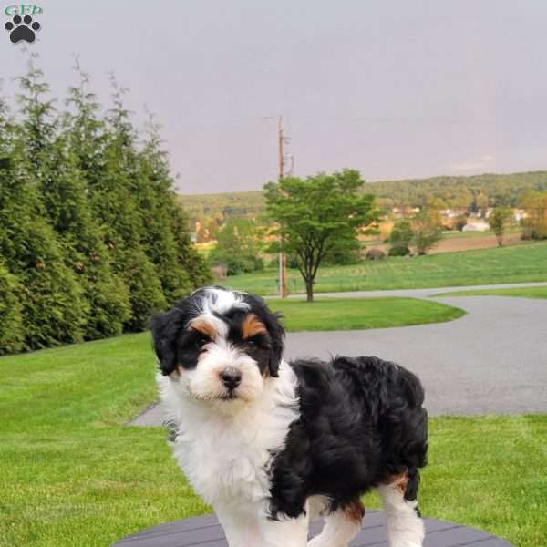 Lexi, Mini Bernedoodle Puppy