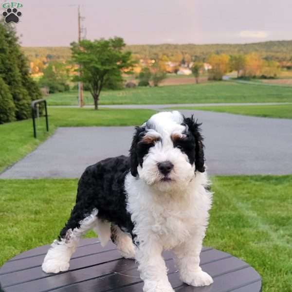Abby, Mini Bernedoodle Puppy