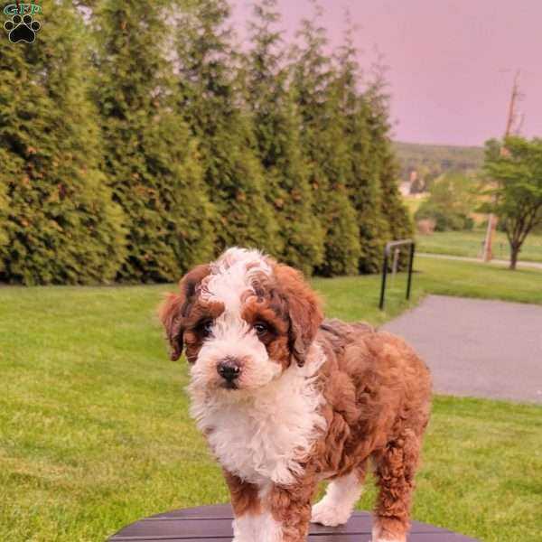 Pixie, Mini Bernedoodle Puppy