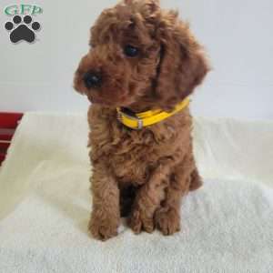 Winston, Miniature Poodle Puppy