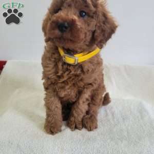 Winston, Miniature Poodle Puppy