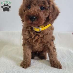 Winston, Miniature Poodle Puppy