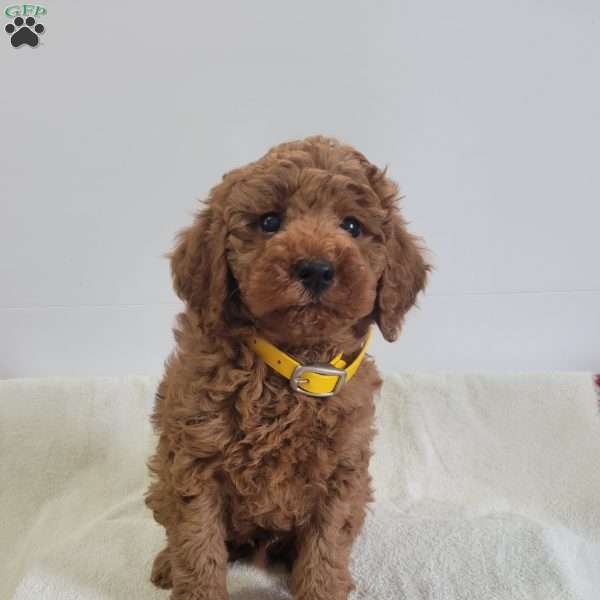 Winston, Miniature Poodle Puppy
