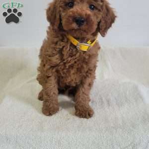 Winston, Miniature Poodle Puppy