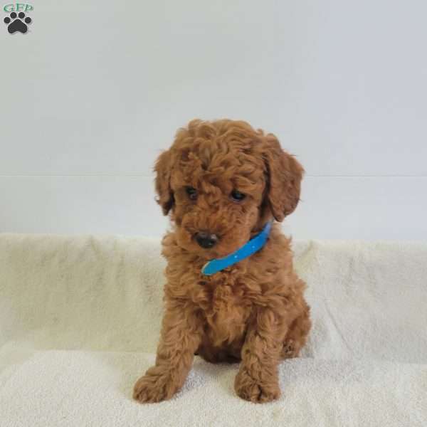 Willow, Miniature Poodle Puppy