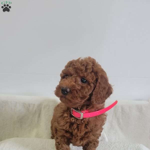 Winnie, Miniature Poodle Puppy