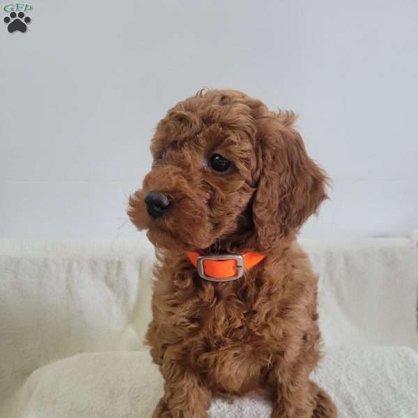 Wren, Miniature Poodle Puppy