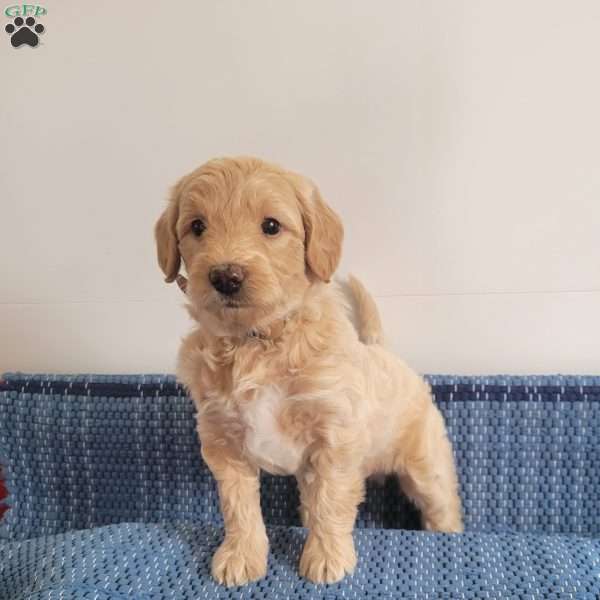 Larry, Mini Goldendoodle Puppy