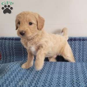 Larry, Mini Goldendoodle Puppy