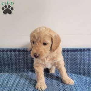 Larry, Mini Goldendoodle Puppy