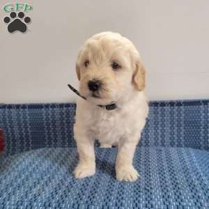 Lonnie, Mini Goldendoodle Puppy