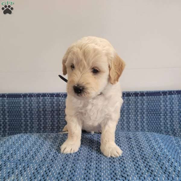 Lonnie, Mini Goldendoodle Puppy