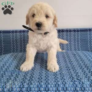 Lonnie, Mini Goldendoodle Puppy