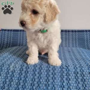 Levi, Mini Goldendoodle Puppy
