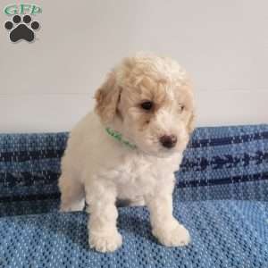 Levi, Mini Goldendoodle Puppy