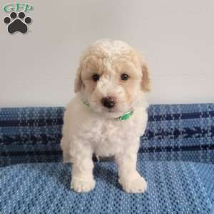 Levi, Mini Goldendoodle Puppy
