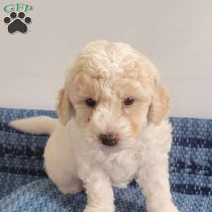 Levi, Mini Goldendoodle Puppy