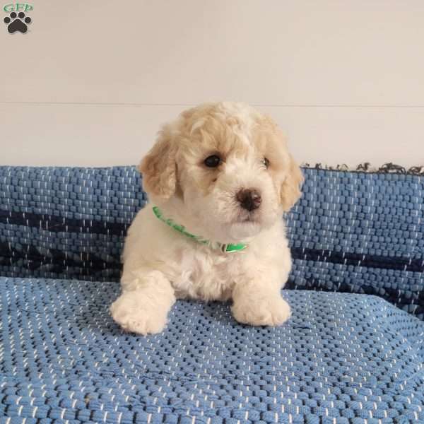 Levi, Mini Goldendoodle Puppy