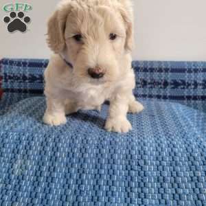 Leroy, Mini Goldendoodle Puppy