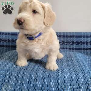 Leroy, Mini Goldendoodle Puppy