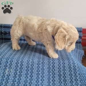 Leroy, Mini Goldendoodle Puppy