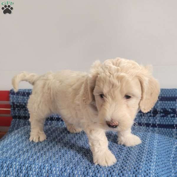 Leroy, Mini Goldendoodle Puppy