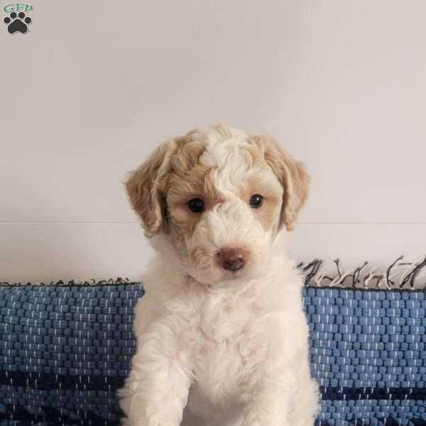 Luke, Mini Goldendoodle Puppy