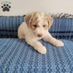Luke, Mini Goldendoodle Puppy