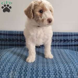 Luke, Mini Goldendoodle Puppy