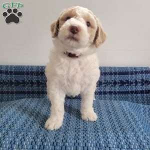 Luke, Mini Goldendoodle Puppy
