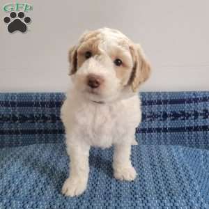 Luke, Mini Goldendoodle Puppy