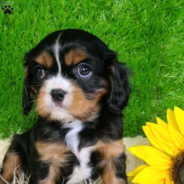 SHARLA, Cavalier King Charles Spaniel Puppy