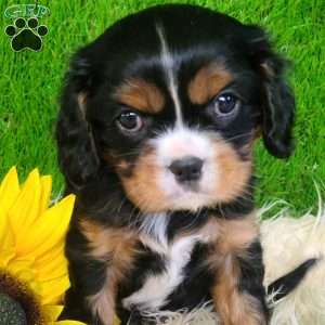 SHARLA, Cavalier King Charles Spaniel Puppy