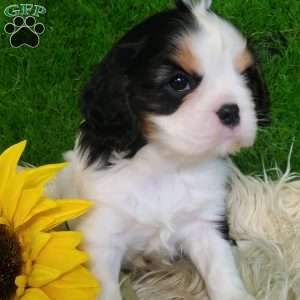 SAMSON, Cavalier King Charles Spaniel Puppy