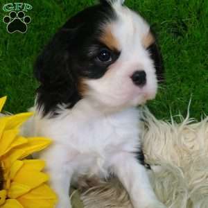 SAMSON, Cavalier King Charles Spaniel Puppy