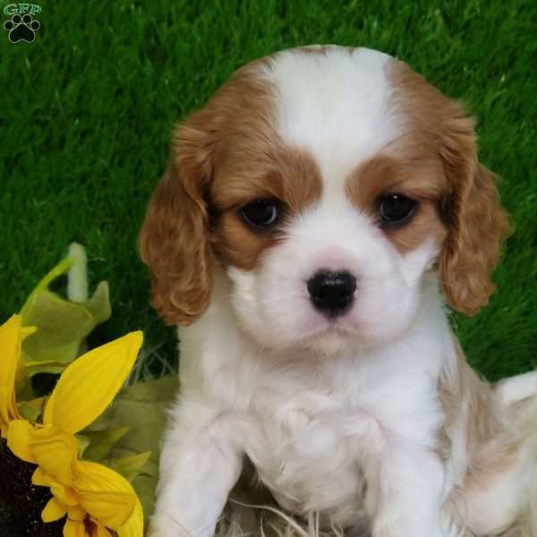 SELENA, Cavalier King Charles Spaniel Puppy
